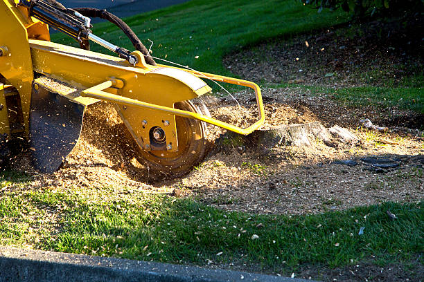 Best Large Tree Removal  in Seaville, NJ